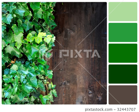 Close up brown wood wall with green leaves 32443707