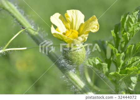西瓜女性花 西瓜女性花 32444072