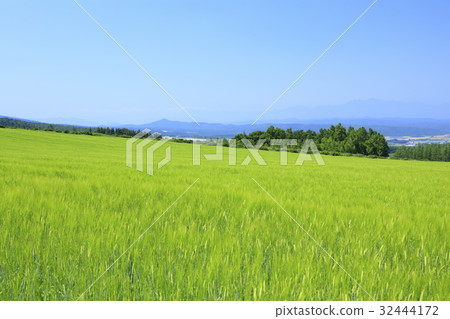 富良野市北海道麥田 32444172