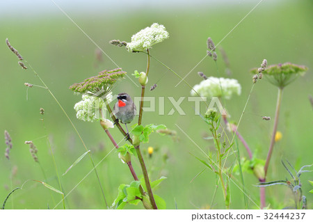 Nogoma of paradise 32444237