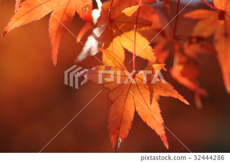 Maple  32444286