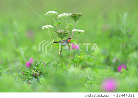 Nogoma of paradise 32444331