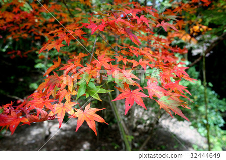 Autumn leaves of Ninpatsu Shrine 32444649