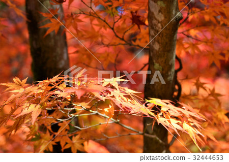 Autumn leaves of Ninpatsu Shrine Autumn leaves of Ninpatsu Shrine 32444653