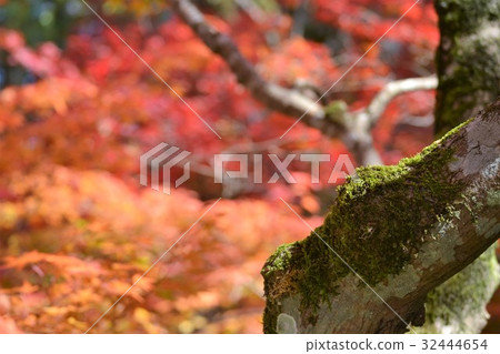 Autumn leaves of Ninpatsu Shrine 32444654