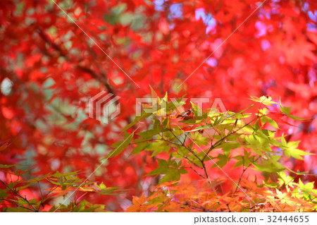 Autumn leaves of Ninpatsu Shrine 32444655