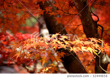 Ninpatsu寺廟秋葉 32444658