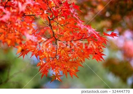 Ninpatsu寺廟秋葉 32444770