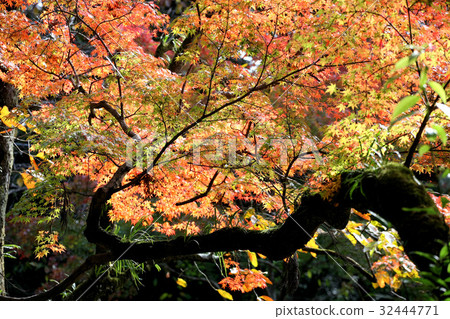 Autumn leaves of Ninpatsu Shrine 32444771