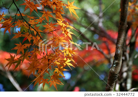 Ninpatsu寺廟秋葉 32444772