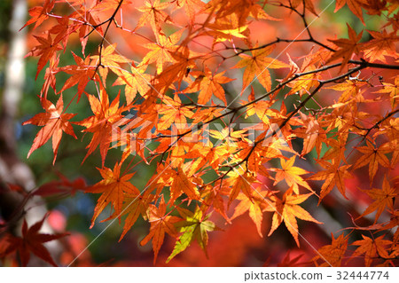 Autumn leaves of Ninpatsu Shrine 32444774