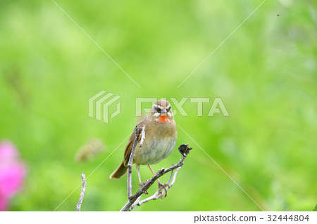 Nogoma of paradise 32444804