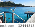 Sea Bird at Tahiti _ Bora Bora 32444818