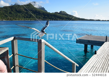 Sea Bird at Tahiti _ Bora Bora 32444818