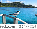 Sea Bird at Tahiti _ Bora Bora 32444819