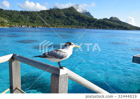 Sea Bird at Tahiti _ Bora Bora 32444819