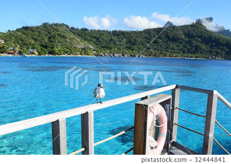Sea Bird at Tahiti _ Bora Bora 32444841