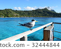 Sea Bird at Tahiti _ Bora Bora 32444844