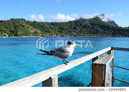 Sea Bird at Tahiti _ Bora Bora Sea Bird at Tahiti _ Bora Bora 32444844