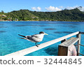 Sea Bird at Tahiti _ Bora Bora 32444845