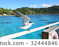Sea Bird at Tahiti _ Bora Bora 32444846