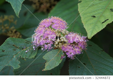 杜虹花 杜虹花 32444872