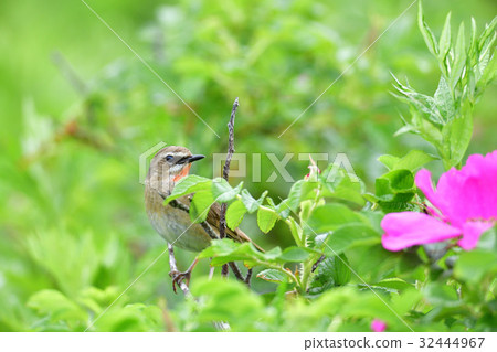 Nogoma of paradise 32444967