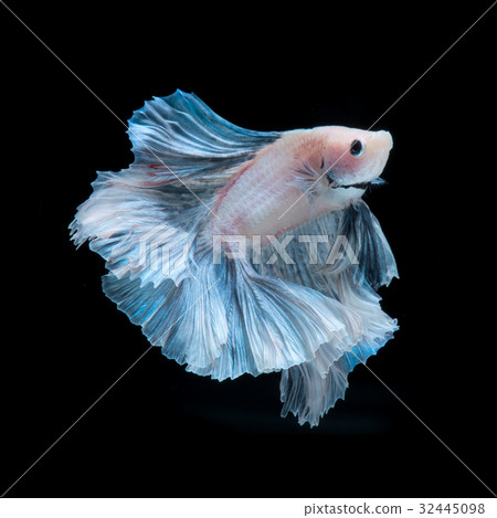Blue betta fish 32445098