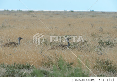 Kori bustard 32445141