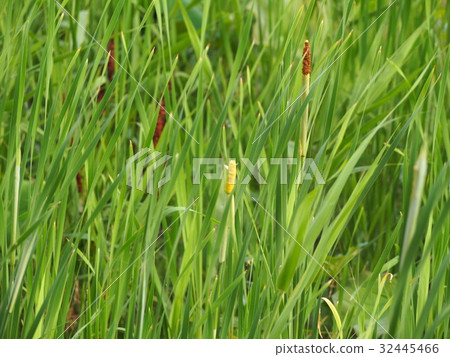 Ears of a young earring of Gama 32445466