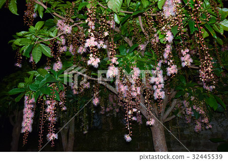 玉蕊 玉蕊 32445539