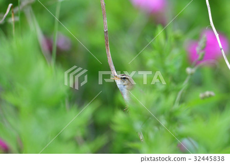 Koyoshikiri of paradise 32445838