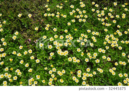 Asahidake的Tikungma 32445875