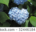 心型繡球花 32446184
