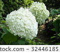 Shodoyu繡球花 32446185