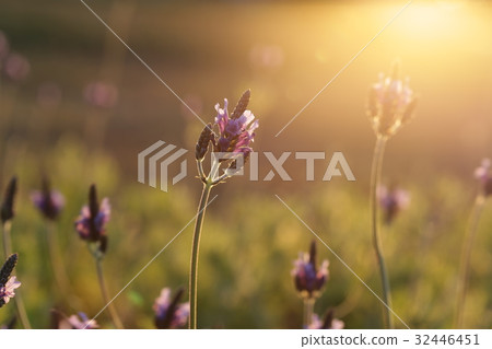 lavender lavender 32446451