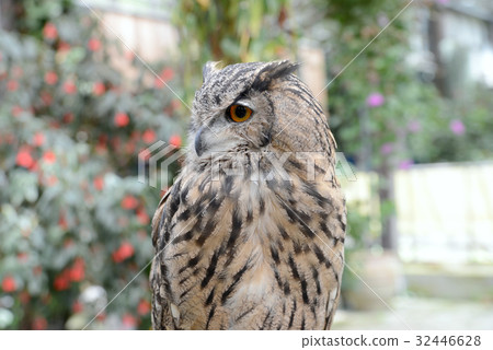 A moist A moist 32446628