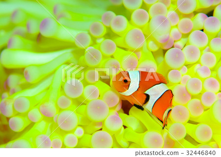 小丑anemonefish 32446840