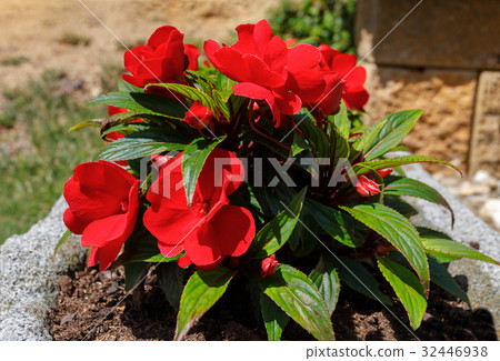 Red New Guinea impatiens flowers in pots Red New Guinea impatiens flowers in pots 32446938