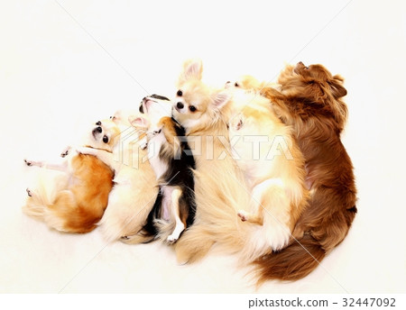 Chihuahua Chihuahua 32447092