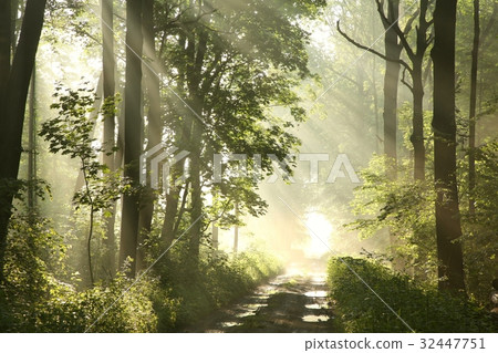 Forest trail on a foggy spring morning after rain 32447751