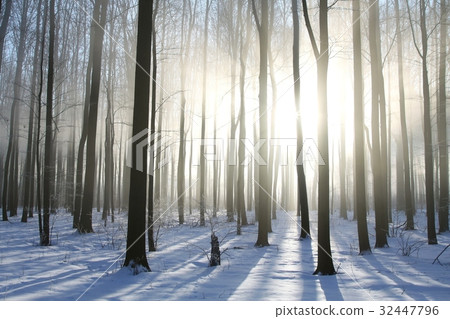 Winter deciduous forest on a foggy morning Winter deciduous forest on a foggy morning 32447796