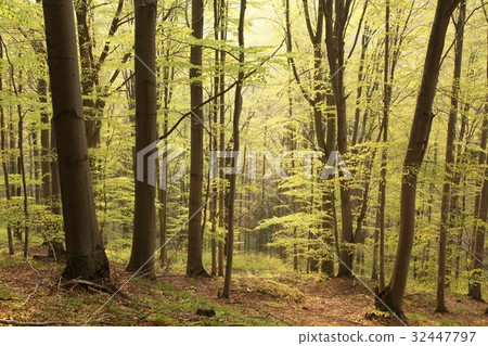 Spring Beech forest on a sunny morning 32447797
