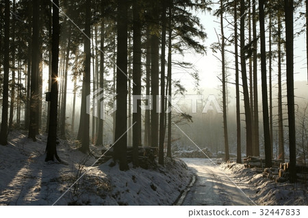 Path in the winter coniferous forest at dusk 32447833