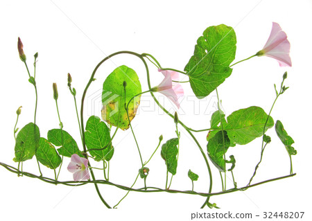 Bindweed (Convolvulus arvensis) 32448207