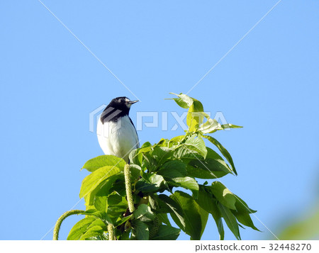 Black-backed wagtail 32448270