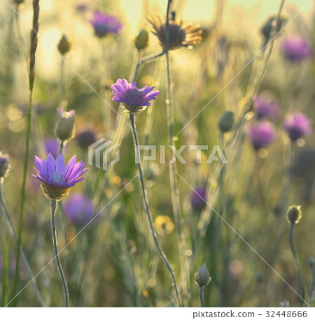 Xeranthemum annuum flower 32448666
