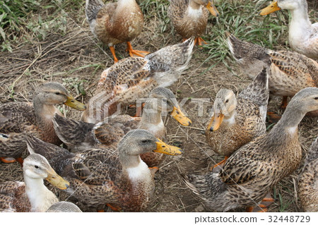 Aigamo farming method, which is ideal for pesticide-free farming Aigamo duck eats weeds Aigamo farming method, which is ideal for pesticide-free farming Aigamo duck eats weeds 32448729