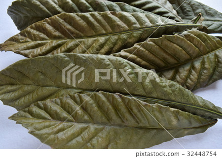 Drying of loquat leaves 32448754