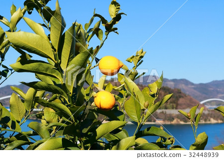 Setonai four seasons lemon Setonai four seasons lemon 32448939
